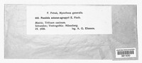 Puccinia actaeae-agropyri image